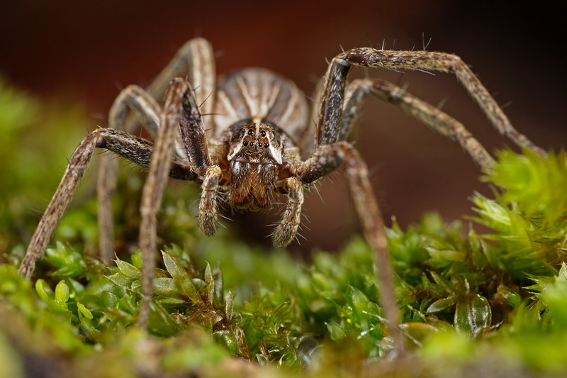 Pisaura sp.